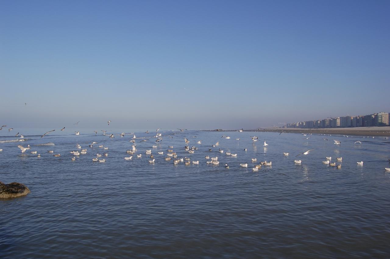 White Princess-Yzzis Koksijde Esterno foto